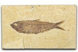 Detailed Fossil Fish (Knightia) - Wyoming #345385-1